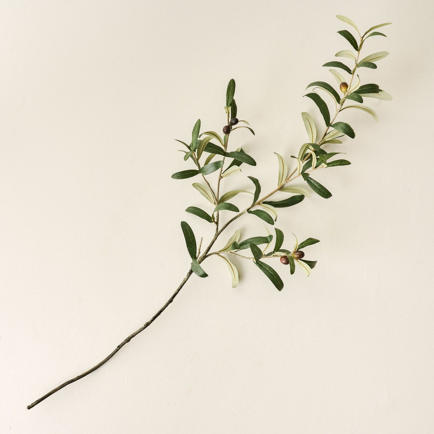 Olive Leaf Stem